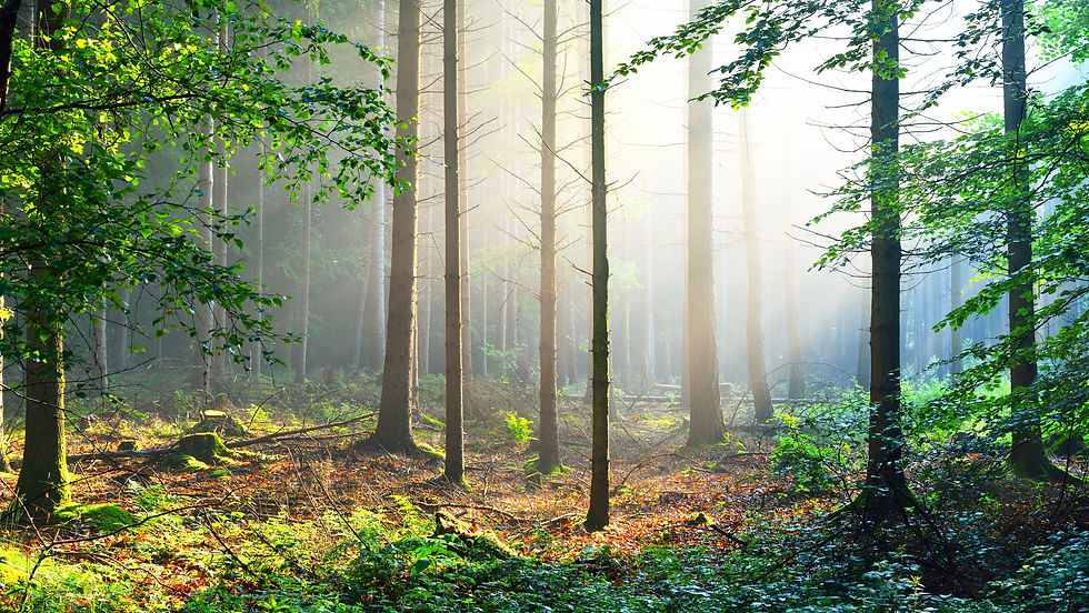 AdobeStock_300426154.jpeg
