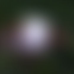 Le (Vostre) prime impressioni