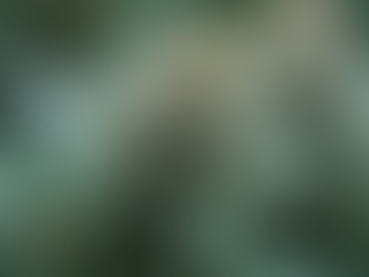 Why Mac Cannabis Variety Stands Out