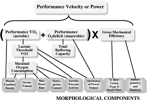 VO₂max en diferentes deportes y su importancia en CrossFit