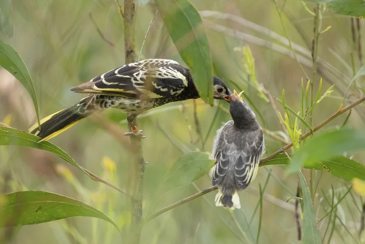 Regent Honeyeater 2021 Release- Lachlan Hall credit.webp