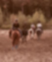 Quatre cavaliers en randonnée équestre