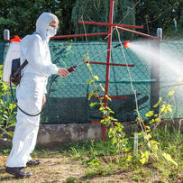 FUMIGACIONES DE RESTAURANTES

