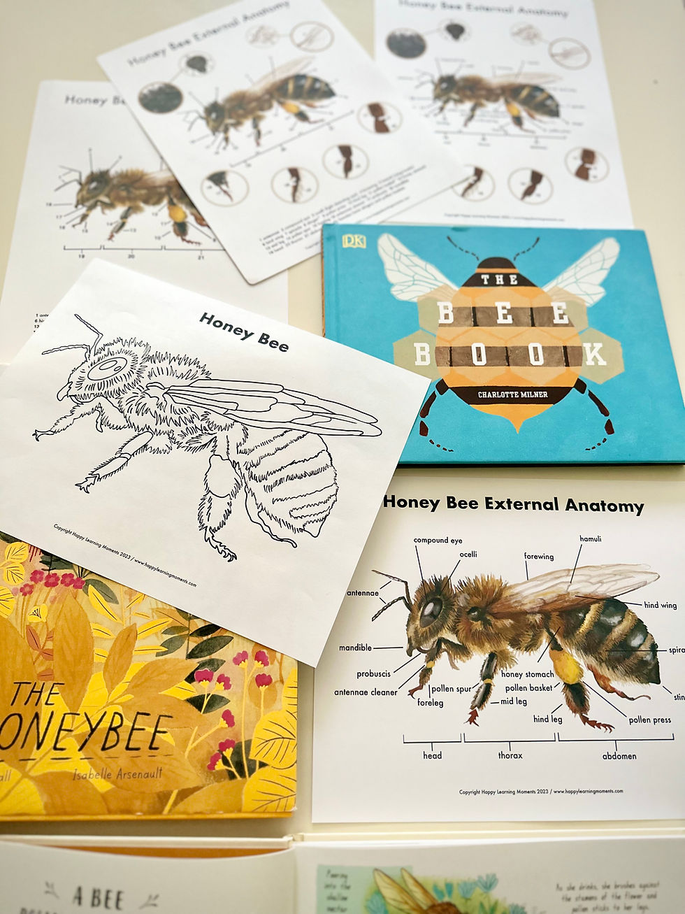 Thumbnail: Honey Bee External Anatomy