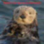Sea Weasel Otter - There's no Secret In Business