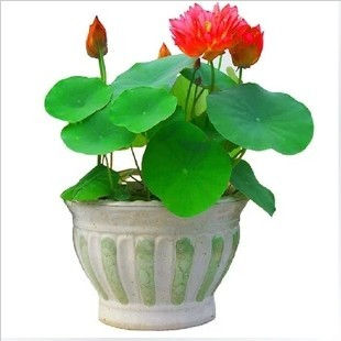 Lotus Sacru Medium Size