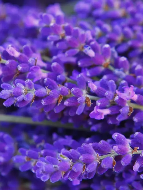 Lavender: The Ultimate Herb