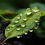 Thumbnail: Morning dew on a lush green leaf, HDR