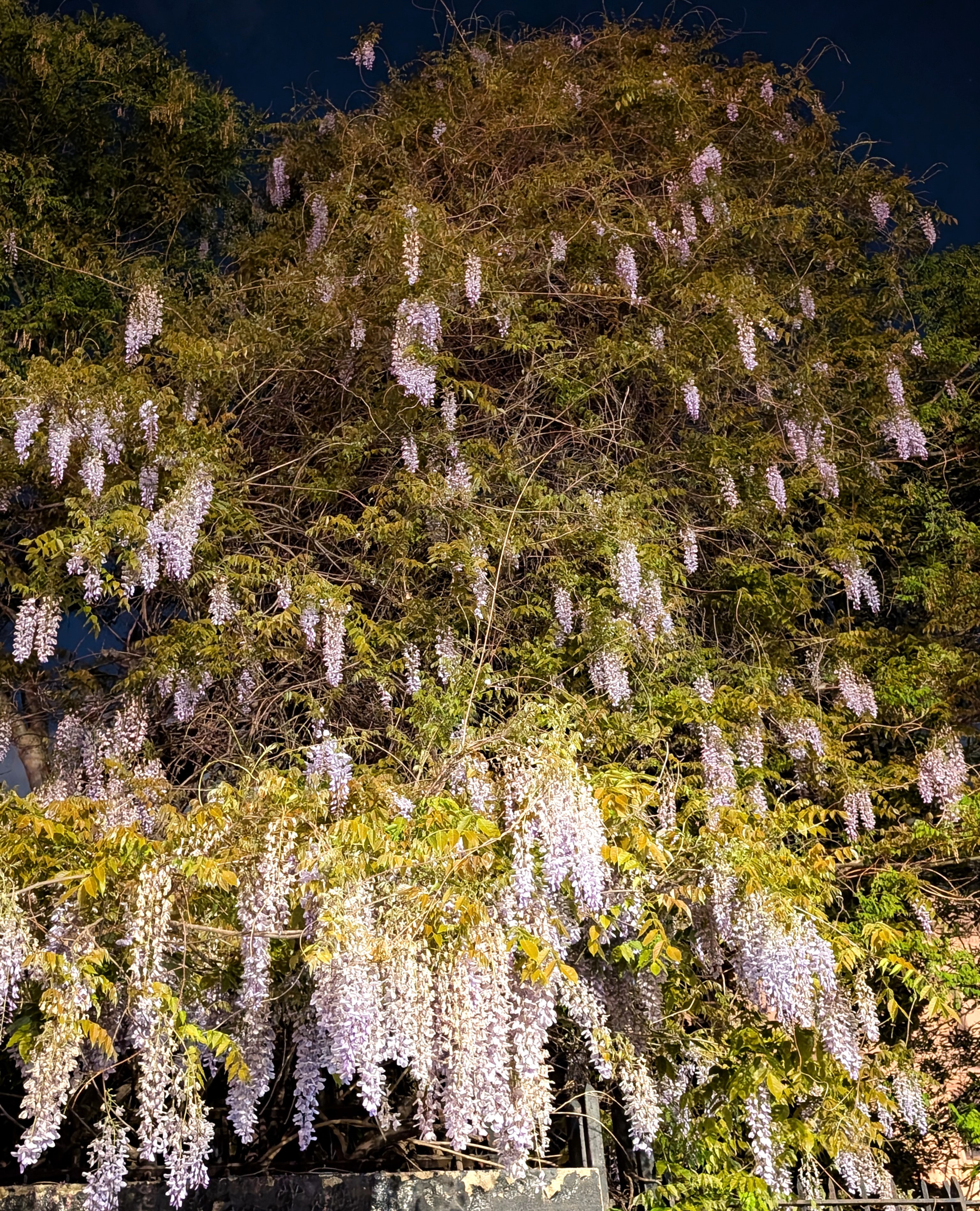 Wisteria in Bloom (Bronx)