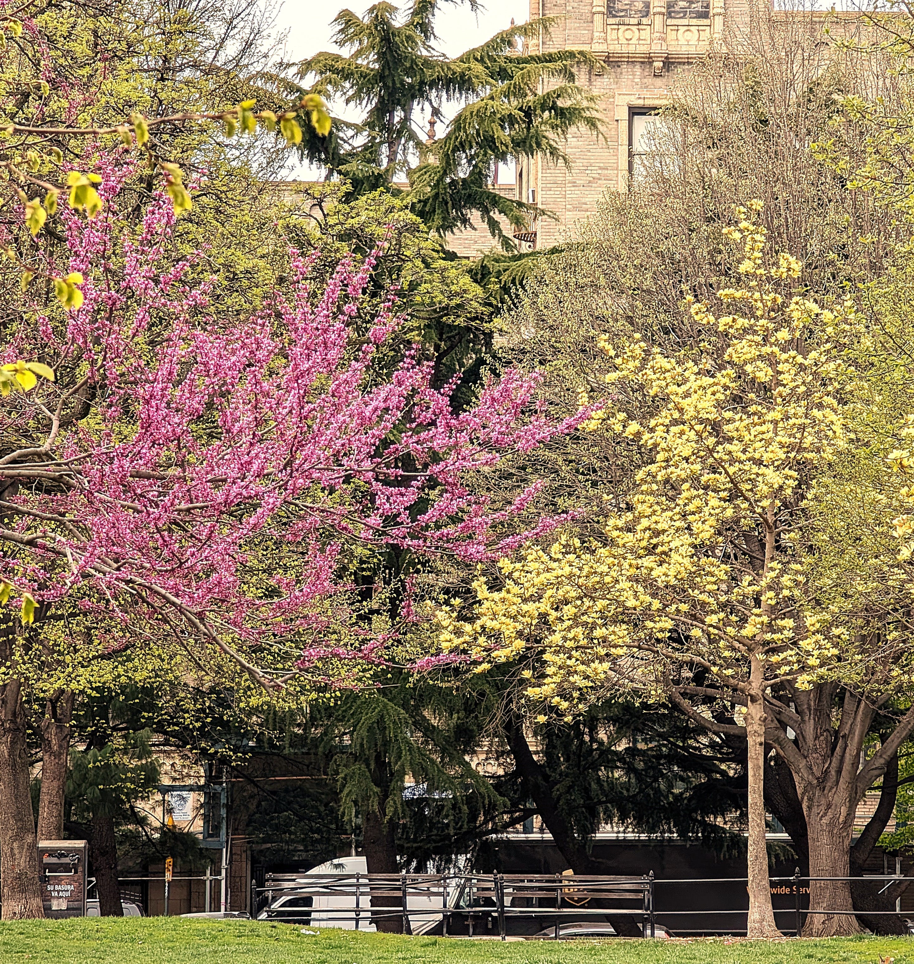 Flowering Trees in Joyce Kilmer Park (Bronx. NY)