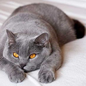 5 consejos prácticos para controlar el peso de tu mascota