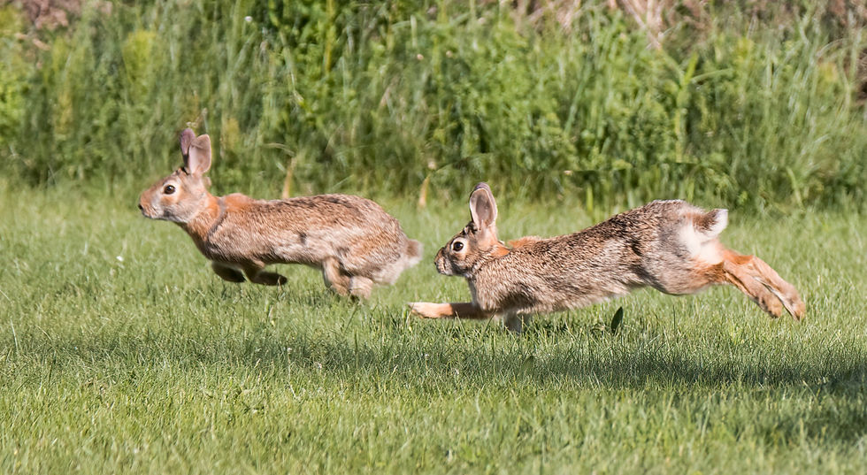 Rabbits run fast and tire fast. 