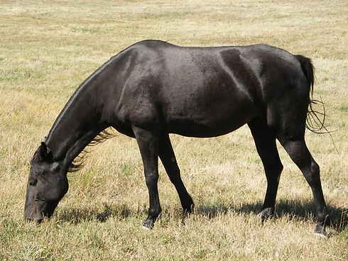 Lacey in Pasture Thriving 
