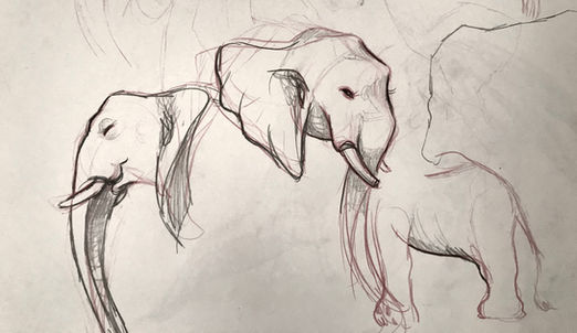 Elephant Studies