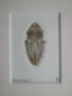 Specimen 1. Sepia & Ochre. In Mount. Copperplate Aquatint Etching. Original Intaglio Print by Dionne Marshall