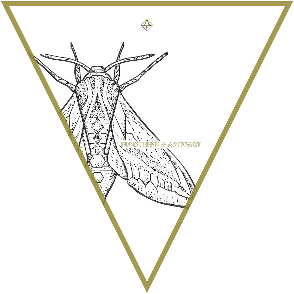 Thumbnail: MOTH 24 | Wings Close