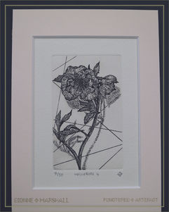 Hellebore 4_Original Etching Print_Dionne Marshall