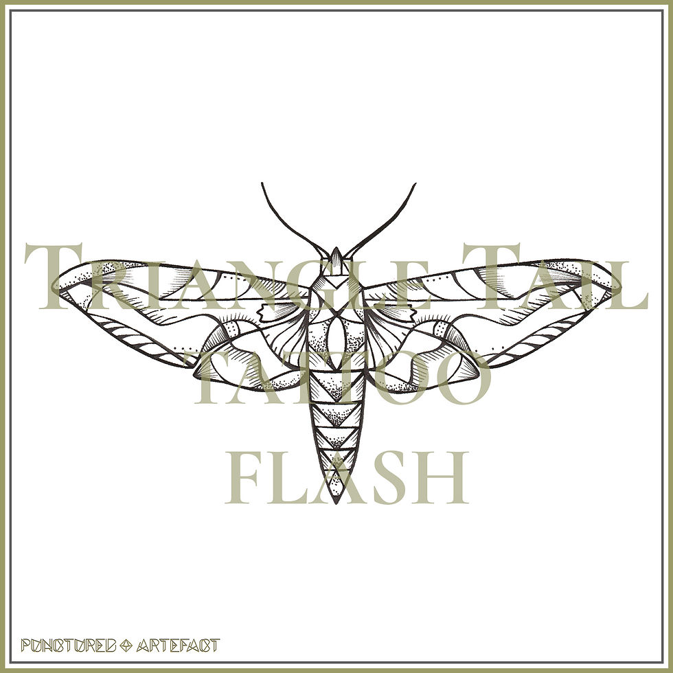 MOTH 4 | Triangle Tail