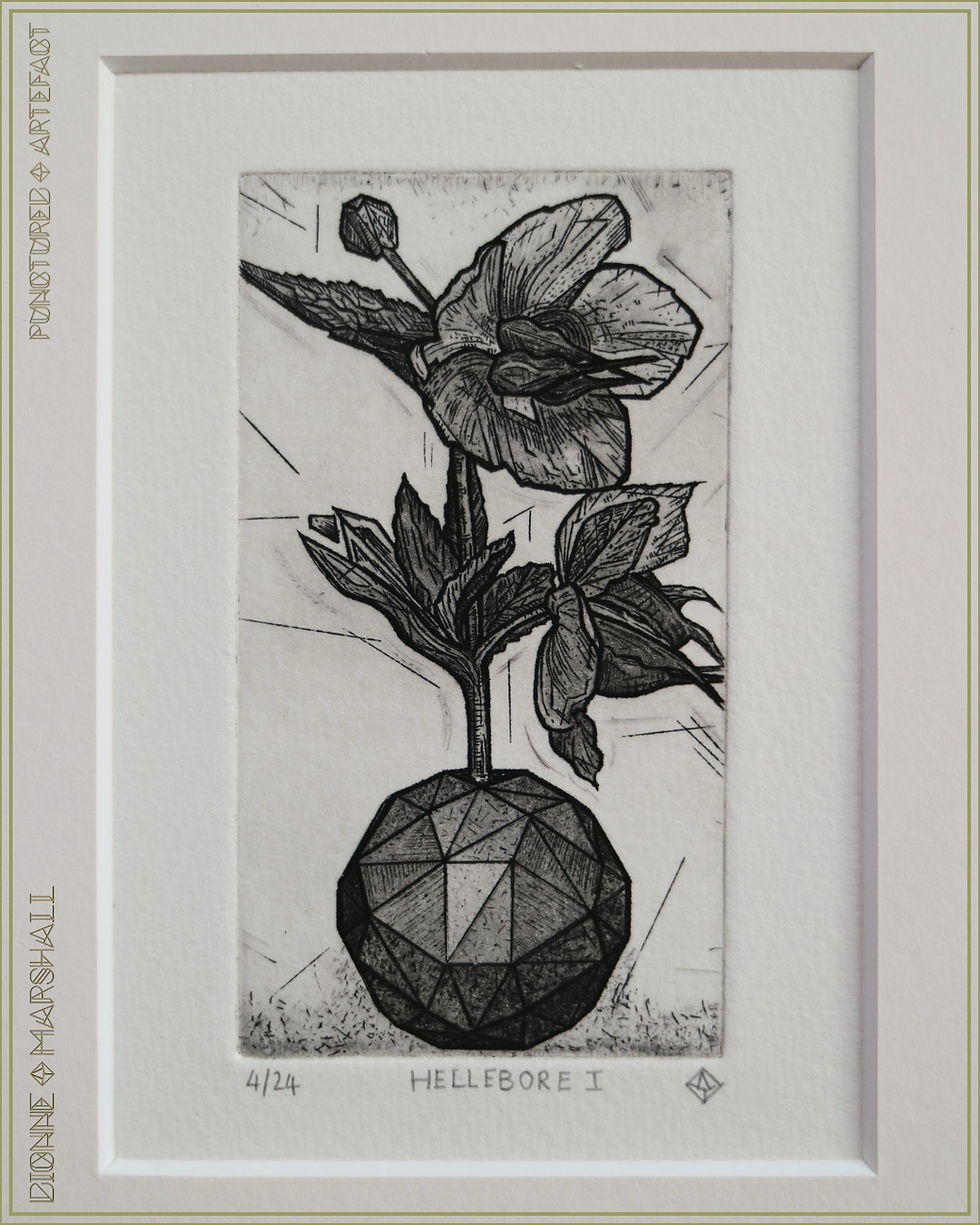 Thumbnail: HELLEBORE 1. Copper Etching With Aquatint & Drypoint. Original Intaglio Botanical Print By artist Dionne Marshall
