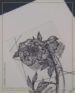 Hellebore 4_Original Etching Print_Dionne Marshall
