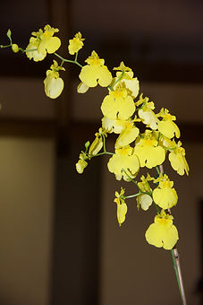 DSC_0932.jpeg
