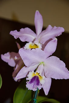 DSC_0967.jpeg