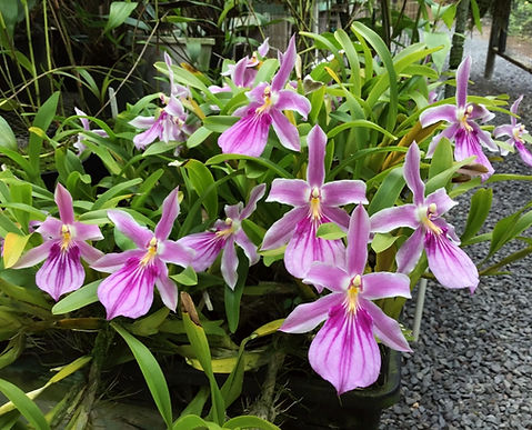 Miltonia spectabilis var. Rosea IMG_4563