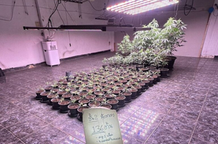 越南國籍男子因非法大麻栽培在曼谷被捕