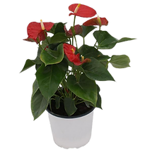 Planta