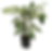 Aralia