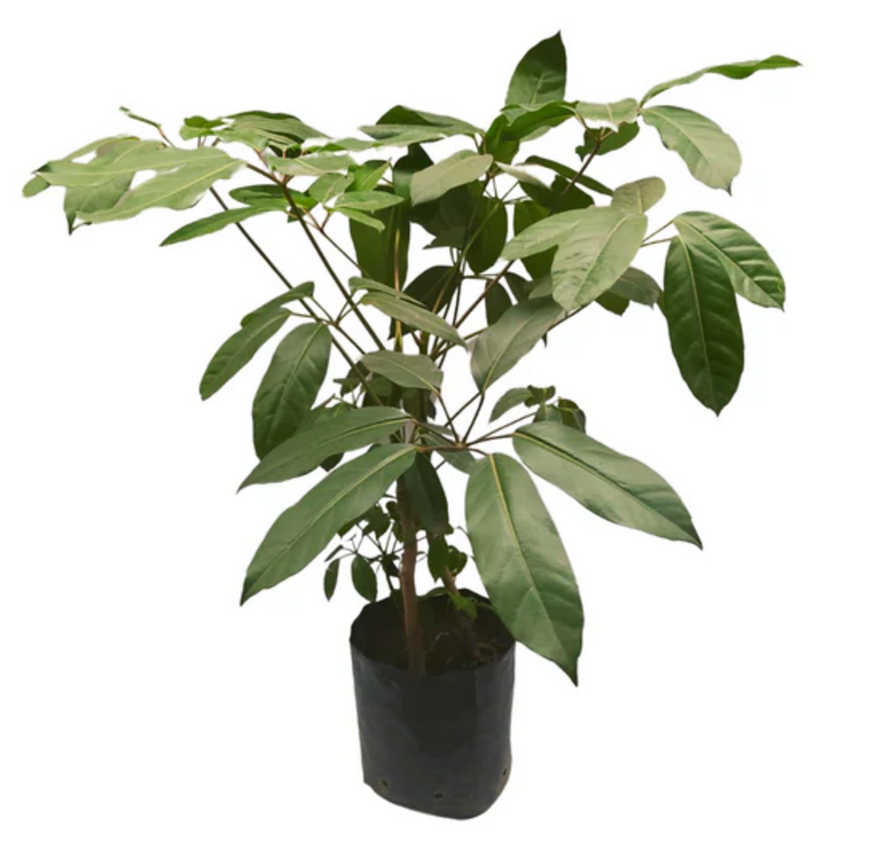Aralia