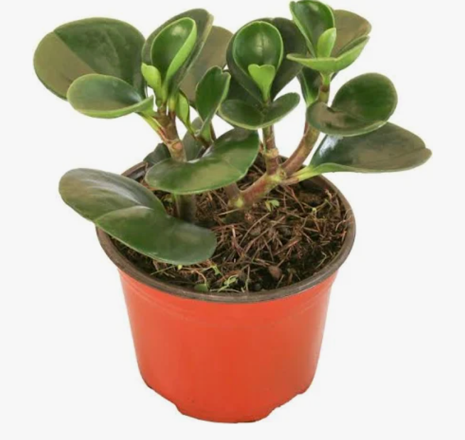 Peperomia Verde