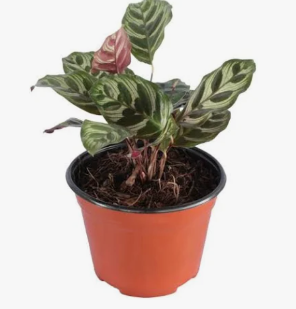 Calathea Raya