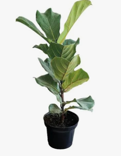 ficus bambino