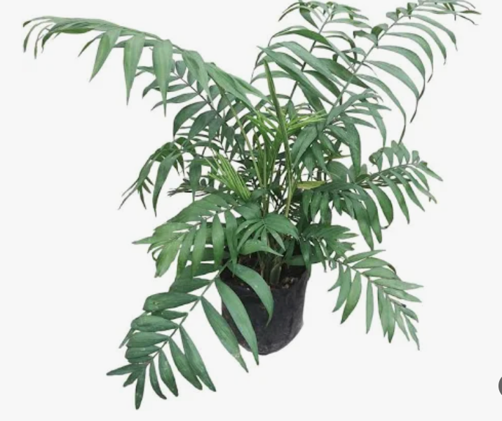 Chamaedorea