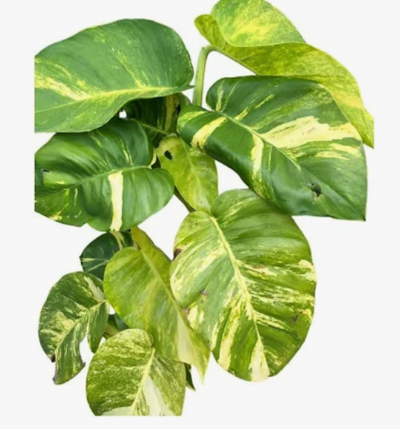 Epipremnum