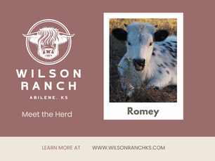 Meet Romey: HighPark Highland Heifer