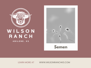 Highland Cattle Semen for Sale | Proven Highland Bull Genetics from Wilson Ranch