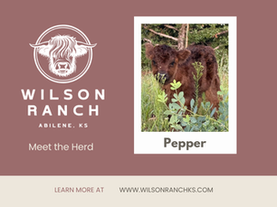 Sold - Meet Pepper: Mini Highland Heifer