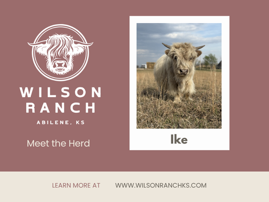 Meet Ike: Our New Mini Highland Herd Sire