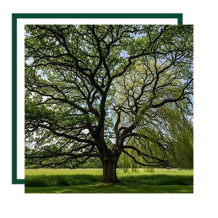a grand tree