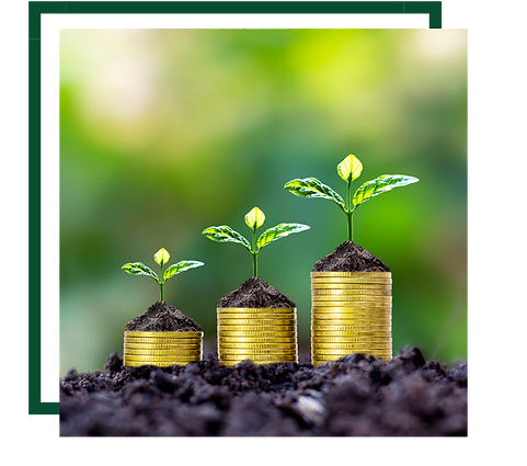 coin stacked underneath growing plants