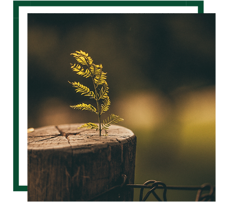 plant growing out of tree stump