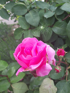 20190526_163401.jpg
