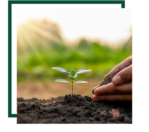 planting a baby tree in soil