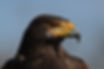 DSC_9911.JPG