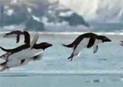 Penguins 2