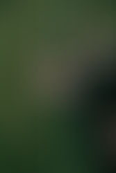 mysterious hand behind grass wall giving guest a glass of champagne at Melissa Davis Designs wedding