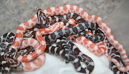 Albinosfrom2ndfemale7-20-.25.02.JPG