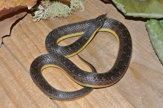 M2Liophis8-19-24.01.JPG